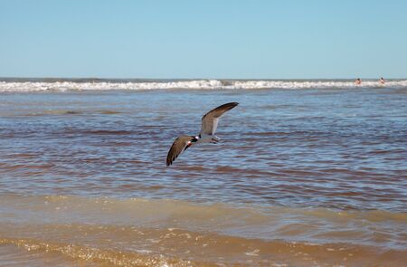 Flying black skimmer terns Rynchops niger over the water of Clam Pass in Naples, Florida.の写真素材