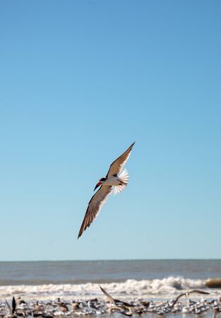 Flying black skimmer terns Rynchops niger over the water of Clam Pass in Naples, Florida.