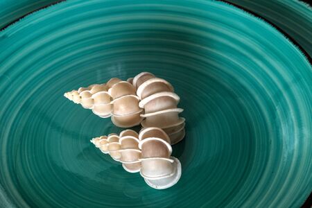Two precious wentletrap shell Epitonium scalare sitting in the middle of a circular blue plate...