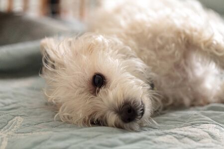 Napping white west highland terrier dog lays on a bed with blue sheet.の写真素材