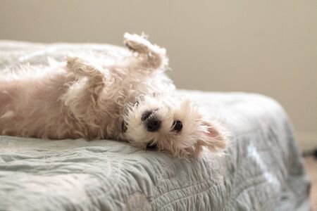 Napping white west highland terrier dog lays on a bed with blue sheet.