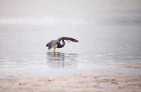 Tricolored heron Egretta tricolor forages for fish in an estuary before Tigertail beach in Marco...
