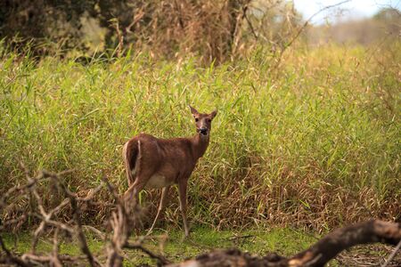 White-tailed deer Odocoileus virginianus forages for clover in the wetland and marsh at the Myakka River State Park in Sarasota, Florida.の写真素材