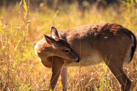 White-tailed deer Odocoileus virginianus forages for clover in the wetland and marsh at the Myakka River State Park in Sarasota, Florida.の写真素材
