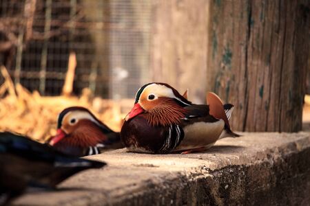 Colorful male Mandarin duck Aix galericulata is a perching duck from East Asia.の写真素材