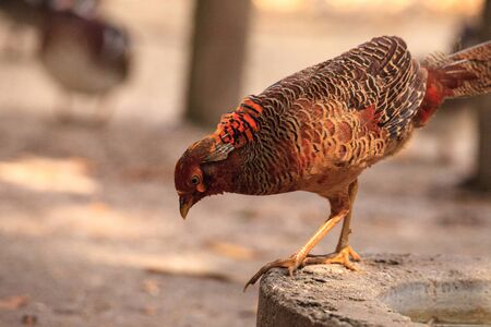 Juvenile Male Chinese Golden Pheasant Chrysolophus pictus is found in China but feral populations have been seen in South America.の写真素材