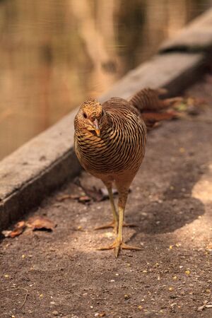 Female Chinese Golden Pheasant Chrysolophus pictus is found in China but feral populations have been seen in South America.の写真素材