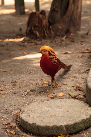 Male Chinese Golden Pheasant Chrysolophus pictus is found in China but feral populations have been seen in South America.の写真素材