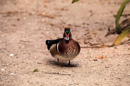 Bright male wood duck Aix sponsa in Bonita Springs, Floridaの写真素材