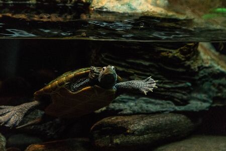 Diamondback terrapin Malaclemys terrapin turtle with a long neck peers curiously from the water.