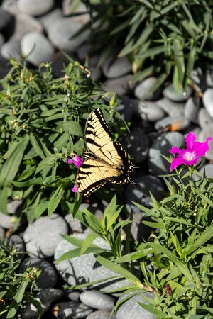 Anise swallowtail butterfly Papilio zelicaon perches on a flower in a botanical garden.の写真素材
