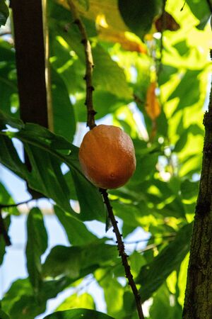 Fruit from the chocolate tree Theobroma cacao grows in a botanical garden.