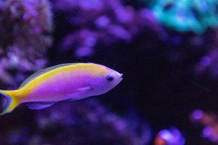 Bartletts Anthias Pseudanthias bartlettorum with pink and yellow colors swims along a coral reef.の写真素材