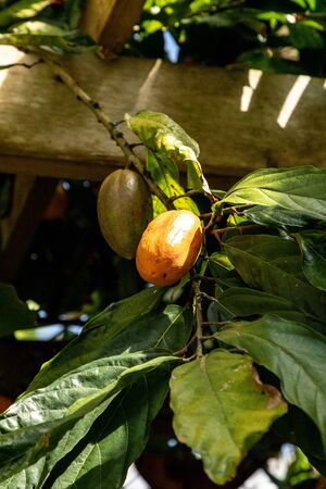 Fruit from the chocolate tree Theobroma cacao grows in a botanical garden.