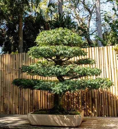 Brazilian Rain Tree Chloroleucon tortum bonsai tree grows in a botanical garden.の写真素材