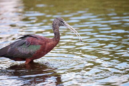 Glossy ibis Plegadis falcinellus wades through a marsh and forages for food in the Myakka River in Sarasota, Florida.の写真素材