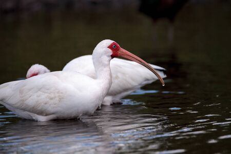 White ibis bird Eudocimus albus wades through a marsh and forages for food in the Myakka River in Sarasota, Florida.の写真素材