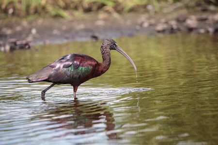 Glossy ibis Plegadis falcinellus wades through a marsh and forages for food in the Myakka River in Sarasota, Florida.の写真素材