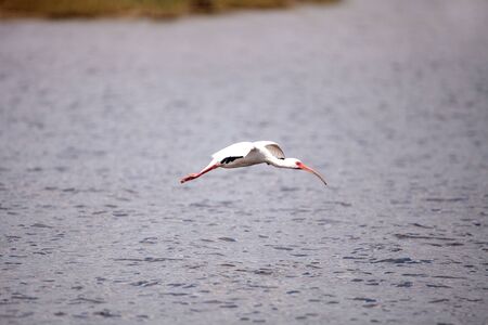 Flying White ibis bird Eudocimus albus over a marsh and forages for food in the Myakka River in Sarasota, Florida.の写真素材