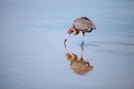 Reddish heron Egretta rufescens with its reflection in the Myakka River in Sarasota, Floridaの写真素材