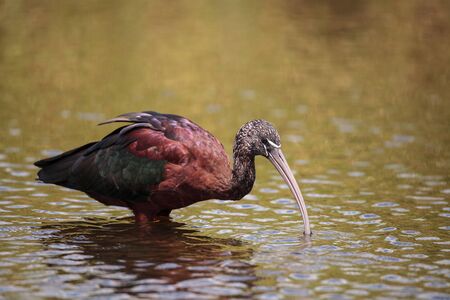 Glossy ibis Plegadis falcinellus wades through a marsh and forages for food in the Myakka River in Sarasota, Florida.の写真素材