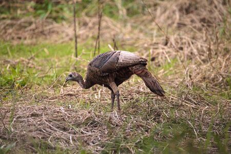 Wild osceola wild turkey Meleagris gallopavo osceola in the woods of Myakka State Park in Sarasota,...