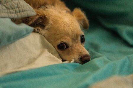 Spoiled sulky long haired Chihuahua snuggled in a human bed with blue sheets.の写真素材