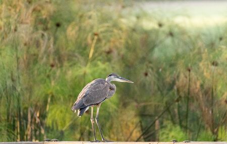 Great blue heron Ardea herodias bird perches on a fence over a marsh in Sarasota, Floridaの写真素材