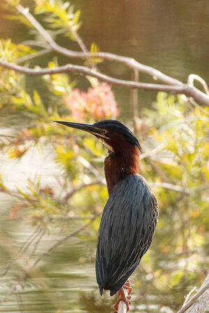 Cute little green heron Butorides virescens in a marsh in Sarasota, Floridaの写真素材