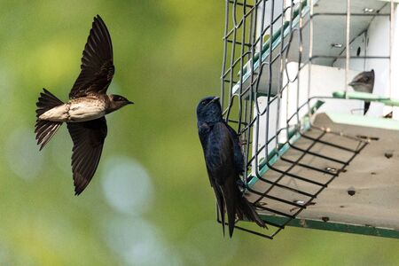 Purple martin Progne subis birds cluster into a bird house in Sarasota, Florida.の写真素材