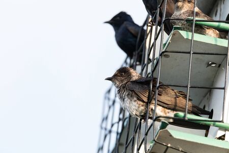 Purple martin Progne subis birds cluster into a bird house in Sarasota, Florida.の写真素材