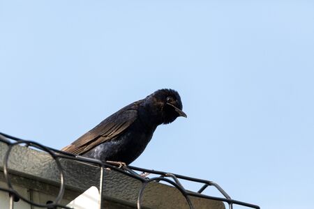 Purple martin Progne subis birds cluster into a bird house in Sarasota, Florida.の写真素材