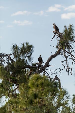 Mated pair of Bald eagle Haliaeetus leucocephalus birds of prey perch on a cypress tree in Fort...