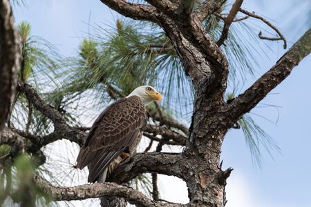 Bald eagle Haliaeetus leucocephalus bird of prey perches on a cypress tree in Fort Myers, Florida