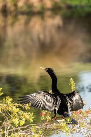 Black male Anhinga anhinga dries is wings and tries to attract a mate in Naples, Florida