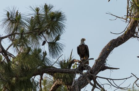Bald eagle Haliaeetus leucocephalus bird of prey perches on a cypress tree in Fort Myers, Florida