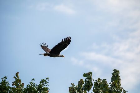 Flying Bald eagle Haliaeetus leucocephalus bird of prey in Fort Myers, Florida
