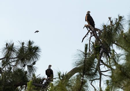 Blue jay dive bombs a Mated pair of Bald eagle Haliaeetus leucocephalus birds of prey on a cypress tree in Fort Myers, Floridaの写真素材