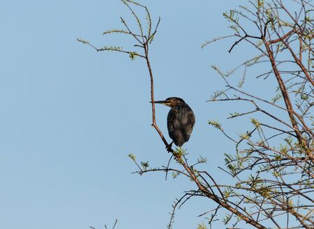 Paranoid little green heron Butorides virescens in a marsh in Sarasota, Florida