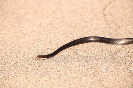 Slithering Crayfish Snake Regina alleni across a marshの写真素材
