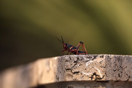 Juvenile Brown and yellow Eastern lubber grasshopper Romalea microptera also called Romalea guttata...
