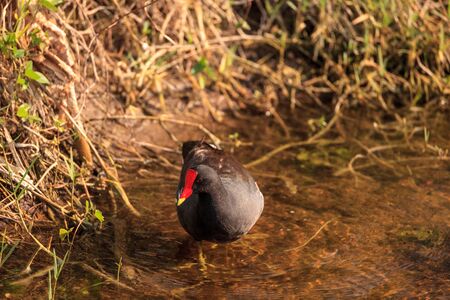Common moorhen bird Gallinula chloropus forages for food in a marsh in Naplesの写真素材