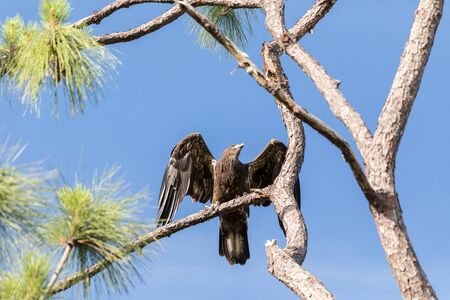 Take off of Juvenile bald eagle Haliaeetus leucocephalus  bird of prey from a branch above a swamp...
