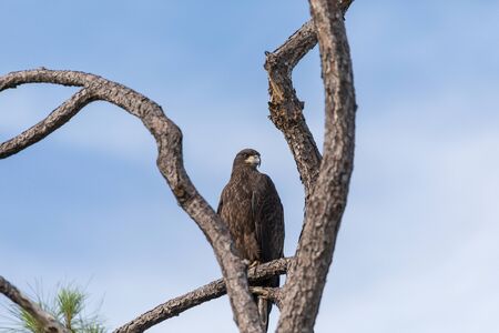 Juvenile bald eagle Haliaeetus leucocephalus bird of prey perches on a branch above a swamp in...
