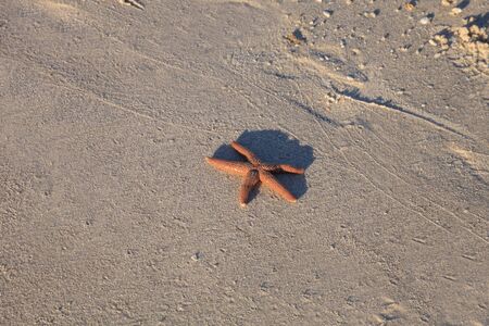Florida starfish Astropecten nitidus found on the Naples beach in Naples, Floridaの写真素材