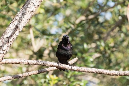 Eastern starling Sturnus vulgaris bird perches high in a tree in Naples, Floridaの写真素材