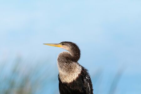 Close up on a female Anhinga bird also known as Anhinga anhinga in a marsh