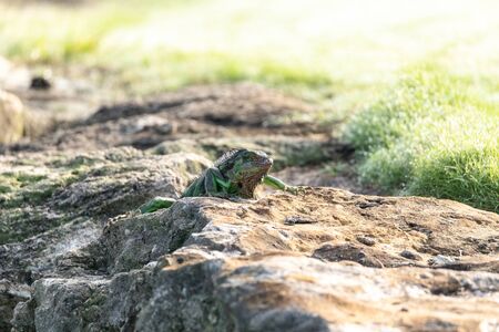 Green Iguana known scientifically as Iguana iguana is a lizard that is invasiveの写真素材