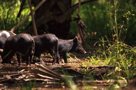 Baby wild hog also called feral hog or Sus scrofa forage for food in Myakka River State Park during the flood season in Sarasota, Florida.の写真素材