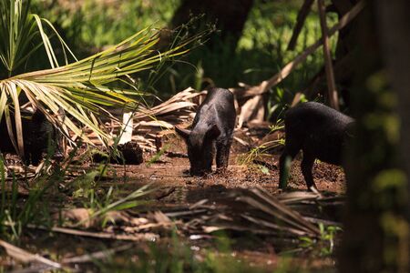 Baby wild hog also called feral hog or Sus scrofa forage for food in Myakka River State Park during the flood season in Sarasotaの写真素材